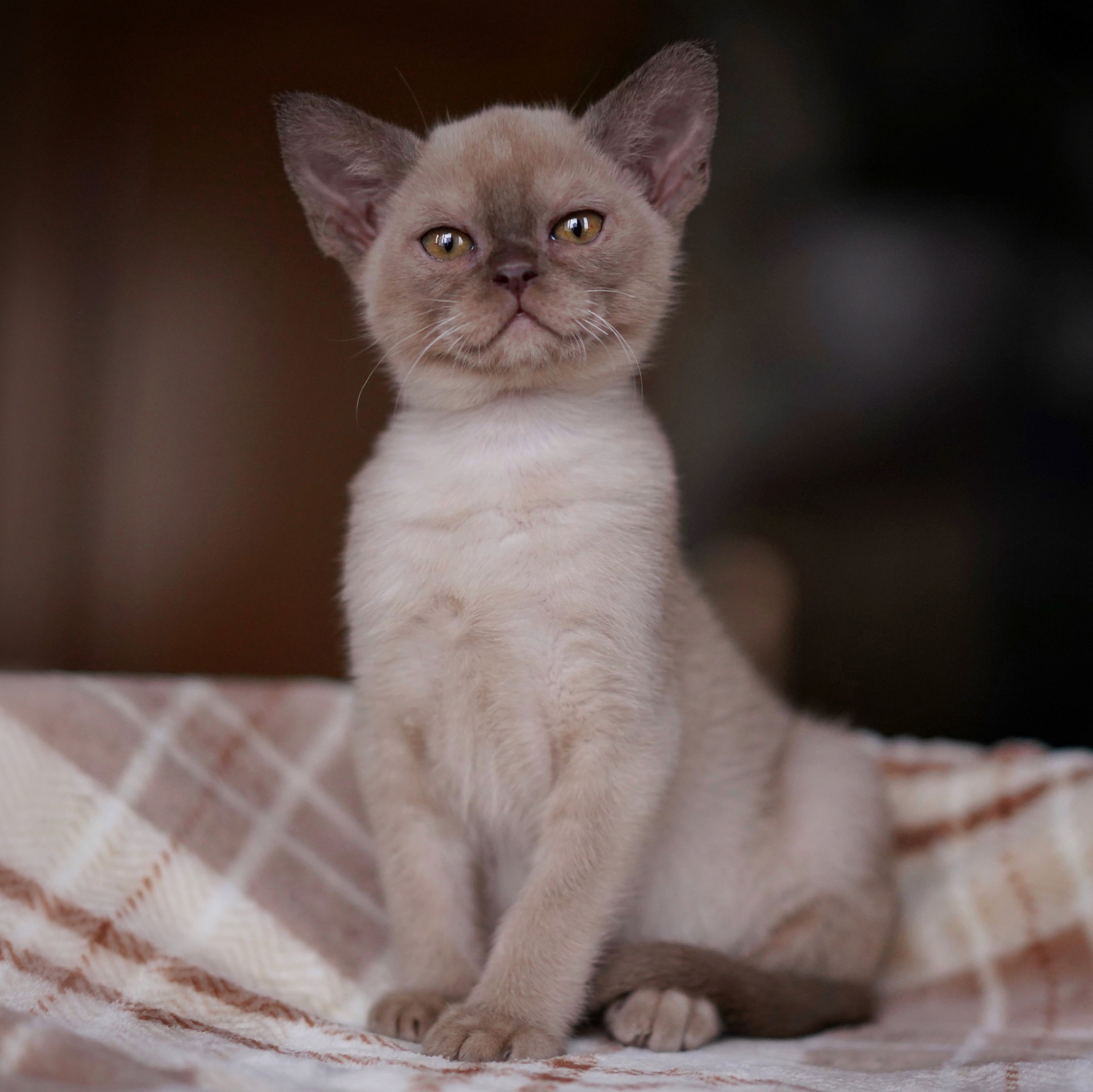 бурманская кошка питомник котенок